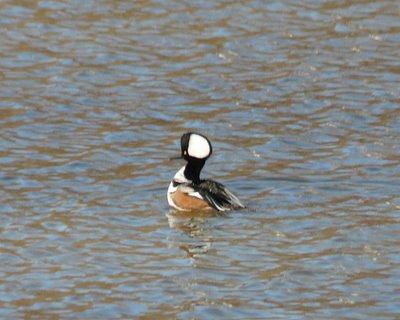 Hooded Merganser