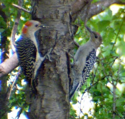 Red Bellied Woodpecker