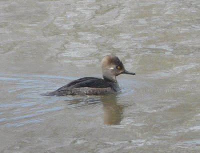 Hooded Merganser