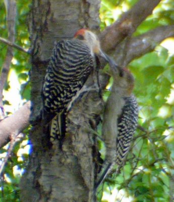 Red Bellied Woodpecker