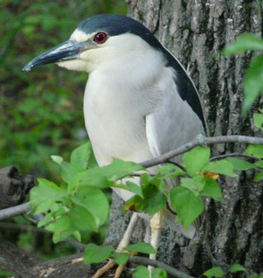 night heron