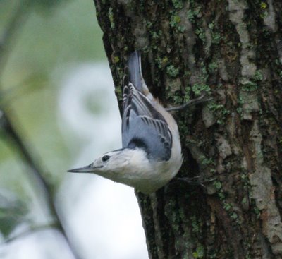 Nuthatch