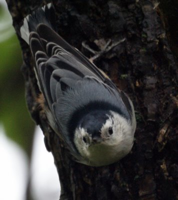 White-breasted Nuthatch