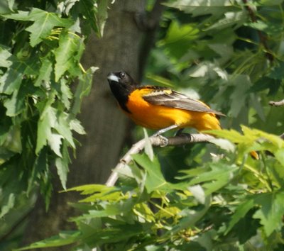 Baltimore Oriole