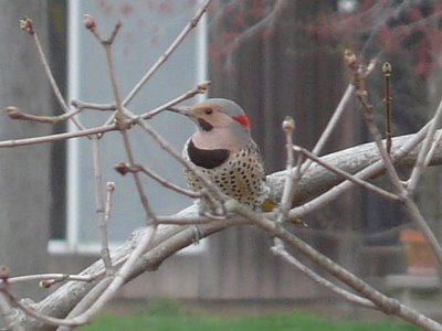 Northern Flicker