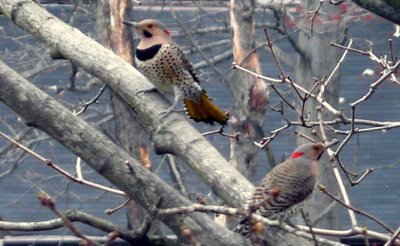 Northern Flickers