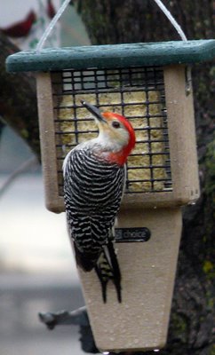 Red Bellied Woodpecker