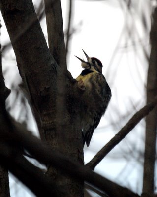 Yellow Bellied Sapsucker