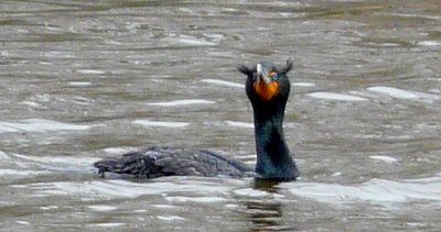 Cormorant