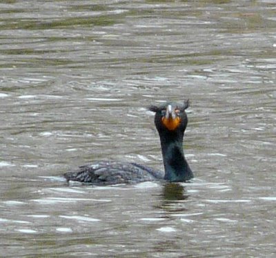 Double-crested Cormorant