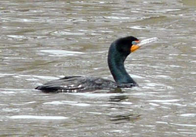 Cormorant