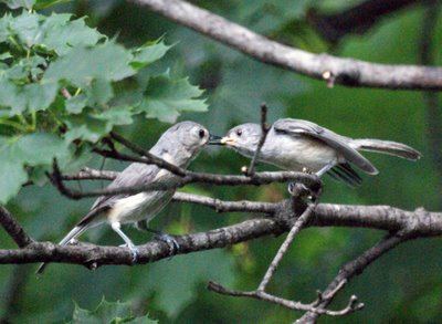 Pair of Tufted Titmice