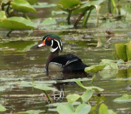 Wood Duck