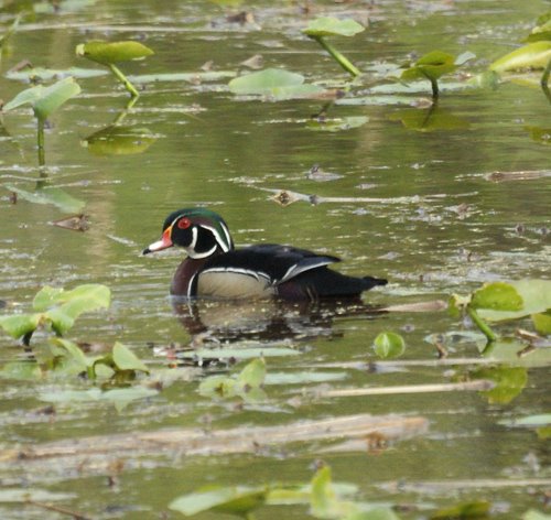 Wood Duck