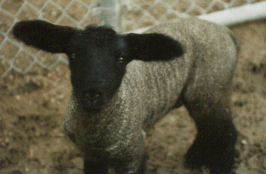 lamb